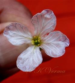  Flower